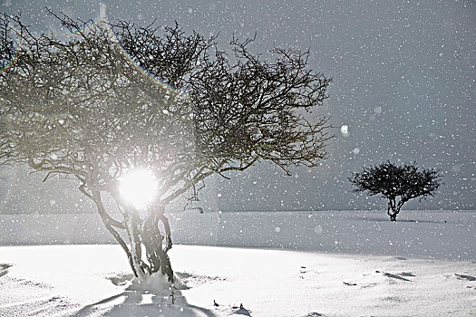 雪,落下,上方,树,瑞典
