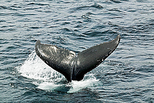 驼背鲸,大翅鲸属,鲸鱼,生态,自然保护区,纽芬兰,加拿大