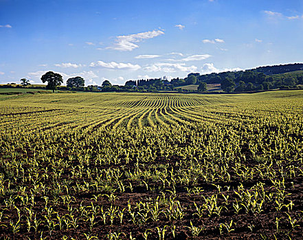 英格兰,柴郡,靠近,景色,繁盛,富饶,耕地,土地,早,局部,季节