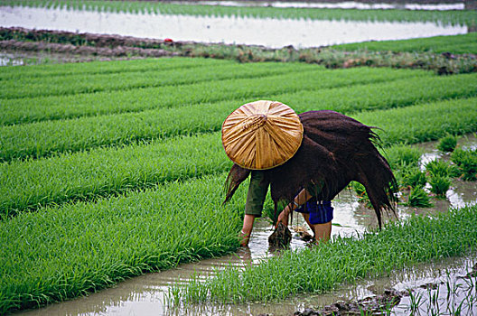 农民在插秧,浙江
