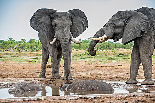 非洲象,喝,水坑,两个,河马,鹳,萨维提,乔贝国家公园,乔贝,地区,博茨瓦纳,非洲