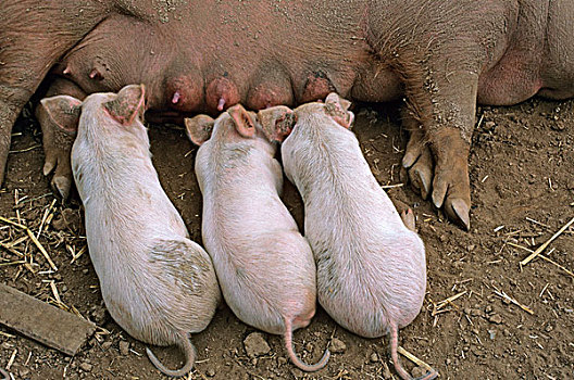 生活,猪,三个,小猪,吸吮