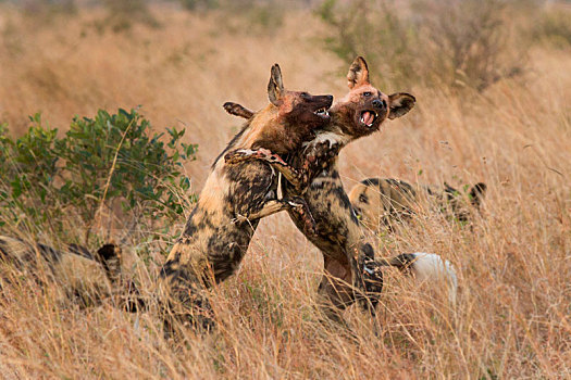 两个,野狗,非洲野犬属,站立,后腿,争斗,正面,腿,相互,血,脸,嘴,展示,牙齿