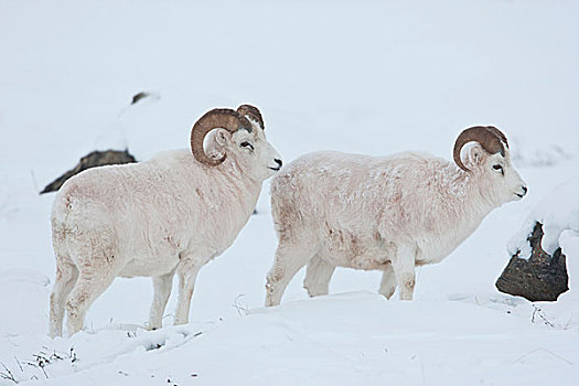 一对,野大白羊,仰望,放牧,冰冻,草,莎草,雪,山