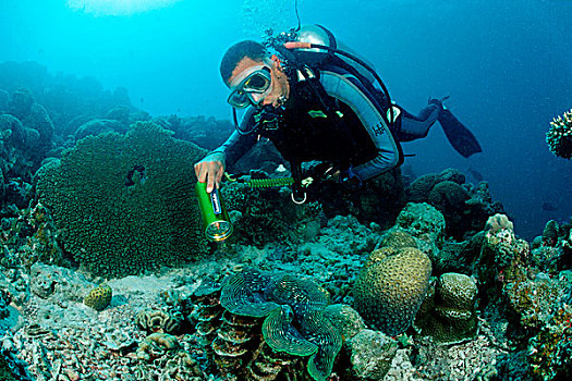 潜水,凹槽,巨蛤,印度洋,马尔代夫