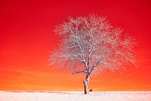 红色背景下的树木