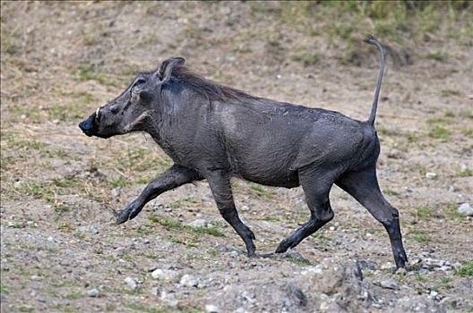 疣猪,马赛马拉国家保护区,肯尼亚,东非