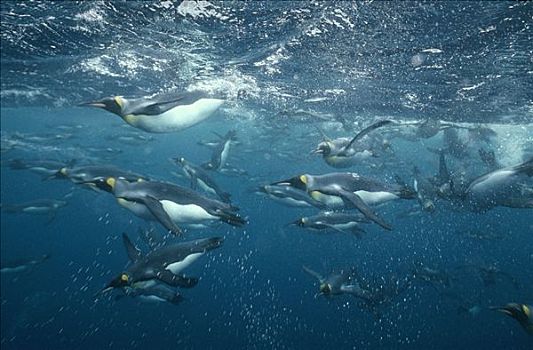 帝企鹅,群,外滨,麦夸里岛,澳大利亚