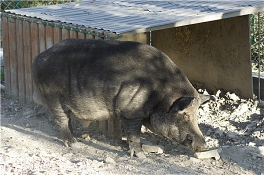 野猪,动物园