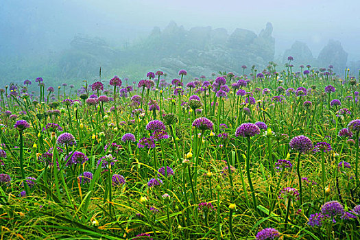 赫章韭菜坪石林风景名胜区