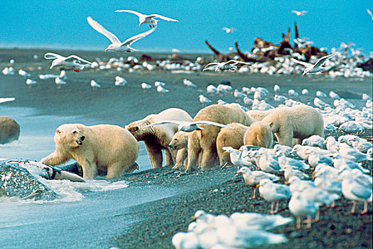 北方,斜坡,阿拉斯加,北极熊,灰鲸,畜体,围绕,海鸥