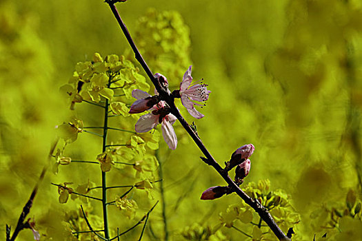 油菜花,桃花,梨花,春天