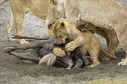 狮子,早晨,猎捕,尝试,杀,角马,恩戈罗恩戈罗火山口,坦桑尼亚