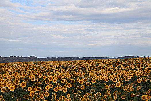 葵花地