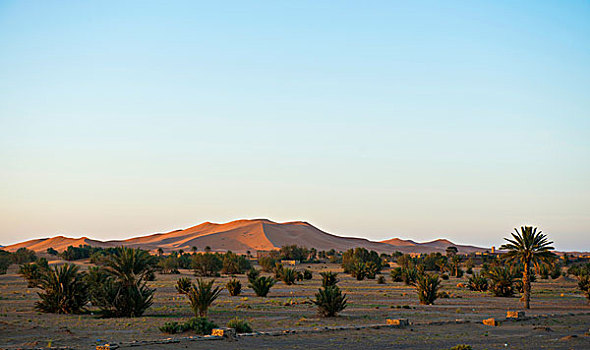沙丘,棕榈树,晨光,梅如卡,区域,摩洛哥,非洲
