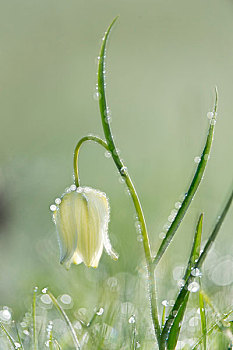 白色,头部,贝母属植物,小贝母,黑森州,德国,欧洲