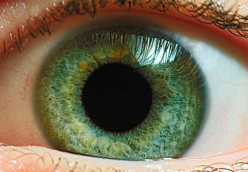特写,绿色,虹膜,眼部