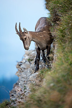 阿尔卑斯野山羊,羱羊,斜坡,瑞士,欧洲