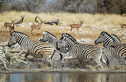 斑马,马,水潭,惊奇,放牧,黑斑羚,后面,埃托沙国家公园,纳米比亚,非洲