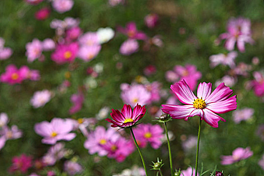 格桑花