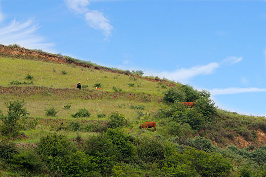 在山坡上放牛