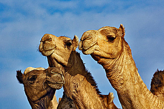 三个,骆驼,市场,开罗,埃及