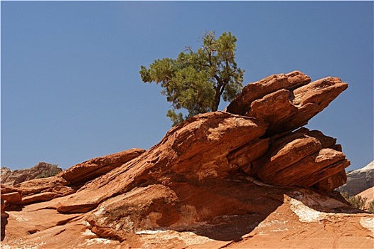 树,石头,锡安国家公园