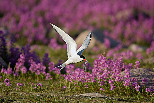北极燕鸥,哈得逊湾,加拿大