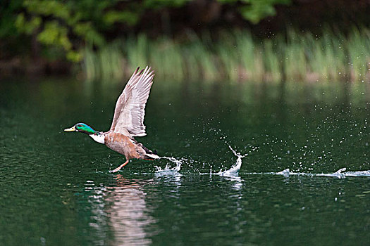 野鸭,雄性,起飞,湖,梅克伦堡前波莫瑞州,德国,欧洲