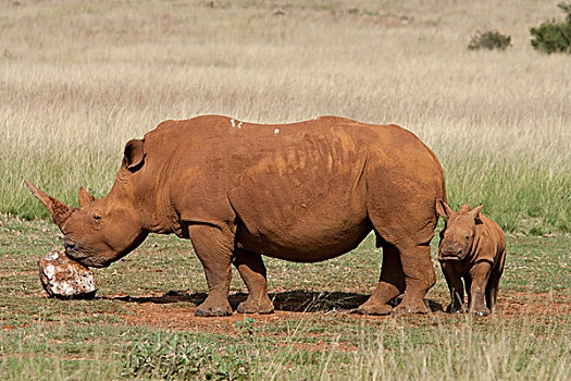 白犀牛,母亲,舔,盐,犀牛,狮子,自然保护区,南非