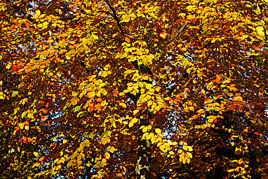 秋天,彩色,叶子,山毛榉,树,德国,欧洲