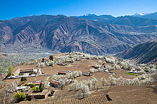 四川阿坝州金川,春天梨花梨树