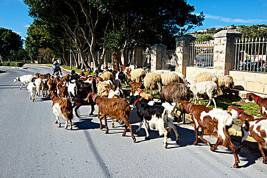马耳他,牧羊人,引导,绵羊,山羊,新,草场,城市道路,大幅,尺寸