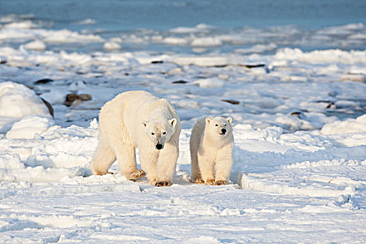 北极熊,幼兽,靠近,哈得逊湾,丘吉尔市,野生动物,管理,区域,加拿大
