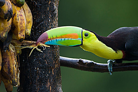 巨嘴鸟,香蕉,北方,哥斯达黎加