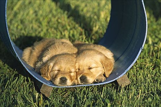 金毛猎犬,狗,小狗,睡觉,玩,隧道