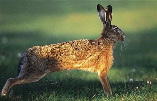 野兔,欧洲野兔,啮齿类动物,哺乳动物,草地,巴伐利亚森林,德国,欧洲,复活节,动物