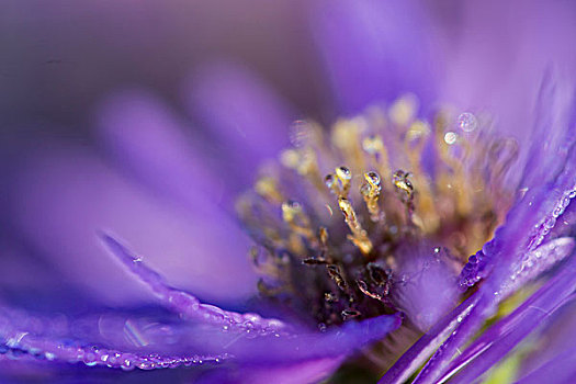 紫苑属,卡塞尔,黑森州,德国,欧洲