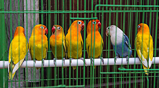彩色,长尾鹦鹉,坐,并排,杆,笼子,鸟,市场,日惹,爪哇,印度尼西亚,亚洲