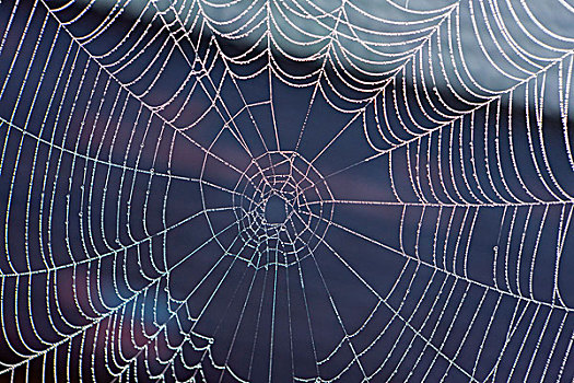 蜘蛛网,早晨,露珠,湖,上巴伐利亚,巴伐利亚,德国,欧洲