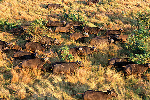 航拍,水牛,牧群,克鲁格国家公园,南非