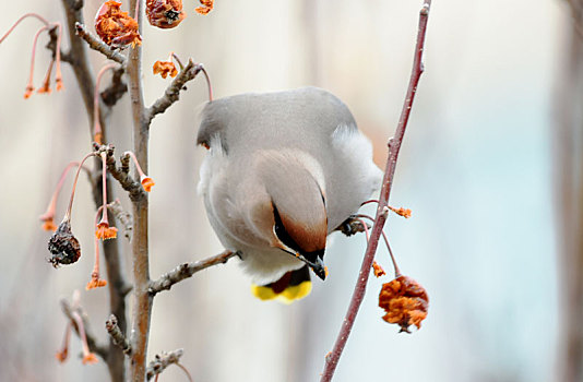 啄食山楂果的太平鸟