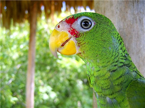 鹦鹉,绿色,中美洲