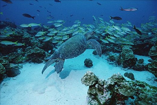 绿海龟,龟类,游泳,上方,礁石,岛屿,哥斯达黎加