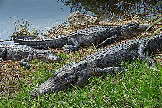 聚集,美洲,鳄鱼,美国短吻鳄,阳光,美洲蛇鸟,小路,大沼泽地国家公园,佛罗里达,美国