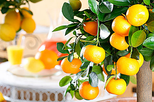 橘树,容器,柑橘