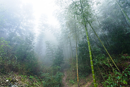 湿,植物,雾气,雨林,区域