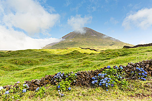 绣球花,盛开,火山岩,石墙,正面,牧场,攀升,皮库岛,亚速尔群岛,葡萄牙