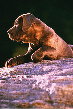 那不勒斯,獒犬,小狗,岩石上