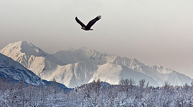 美国,阿拉斯加,契凯特白头鹰保护区,白头鹰,保存